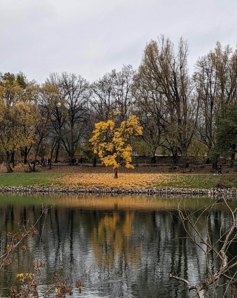 A yellow autumn tree on the riverbank, reflected in the water